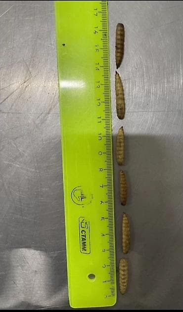 Akvariumlar: Qara əsgər milçəyi (Black Soldier Fly) sürfələri – zülal və yağla — 3