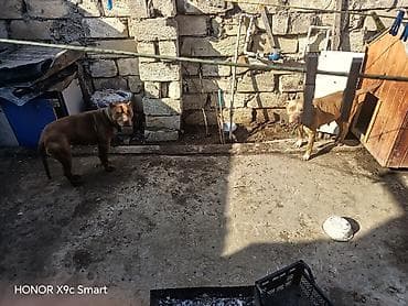 it evi satilir: Pitbul, 1 ay — 1