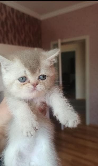 qold pişik: Britan, Erkək, Ünvandan götürmə, Ödənişli çatdırılma — 2