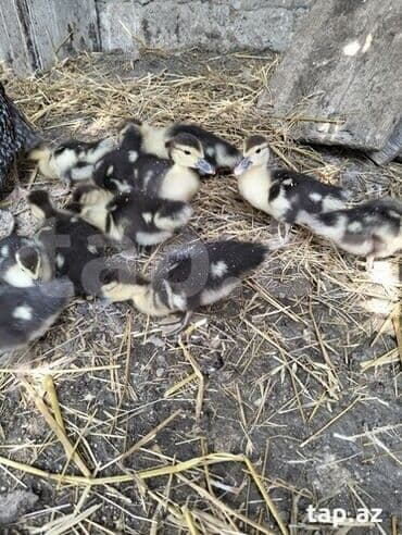 ordek balasi satilir: Lal ördək balaları satılır. 30 dənədir tam sağlam heyvanlardi. 2 aylıq — 2