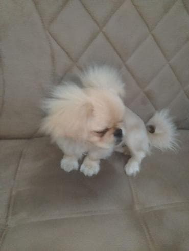 gencede heyvanlar: Pekines, 6 ay, Erkek — 3