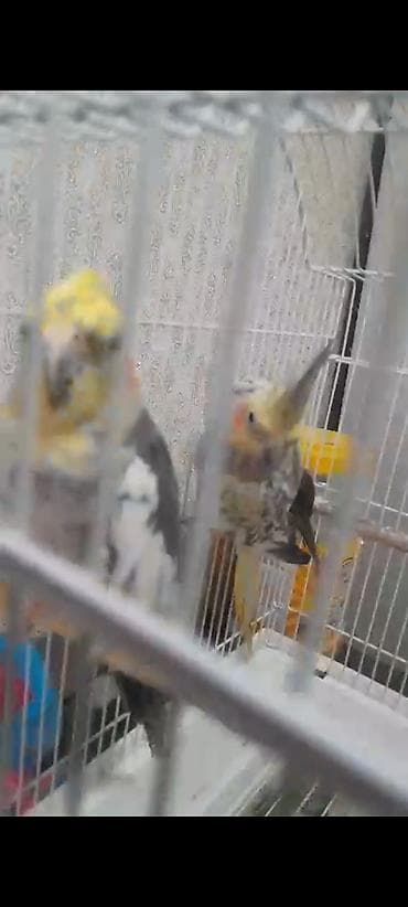tutuqusu: Popugaylar 2ədəd qəfəslə birlikdə satılır. Son qiymət 70 manatdır — 2