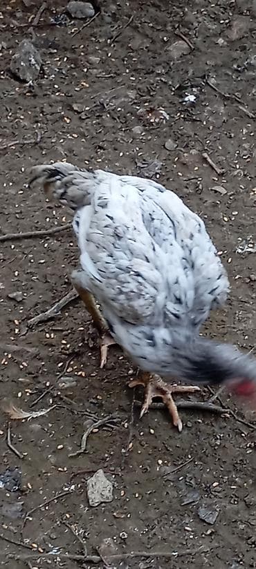 Heyrati kül fərə satilir.5 ayliqdi.türk cinsi