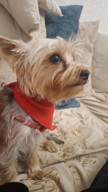 it xaltası: It 9 ayliqdi üstünde 2 paltar yemey ve su qabisi xaltası verilir — 4