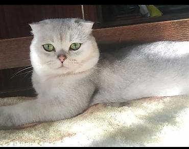 Şinşilla, Erkək, Yaxşı əllərə, Rayonlara çatdırılma