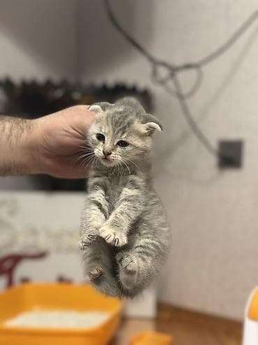 qurd basan: Şotland — 1