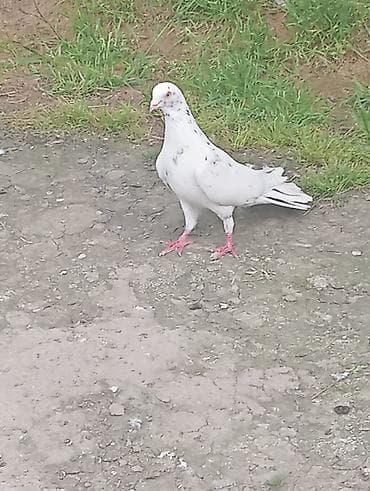 Salam gördüyünüz əbreş Erkey satlir.unvan Terter gödermek olur