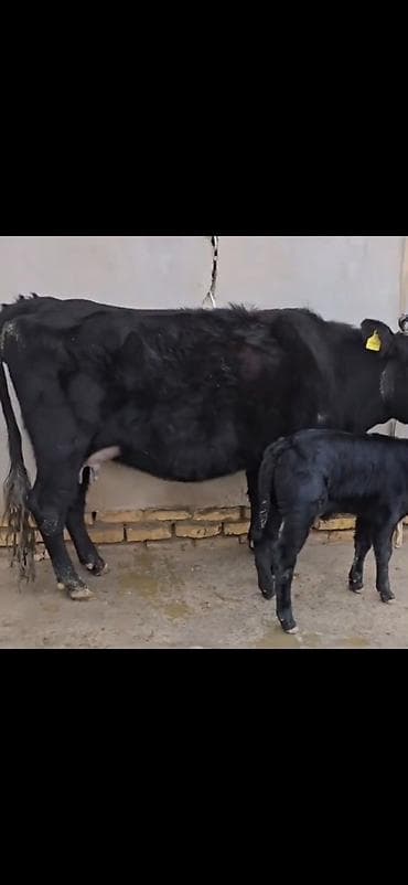 ucuz pisikler: Qara rəngli inək buzovla birlikdə - Ana inək – qara rəng, buynuzlu — 9