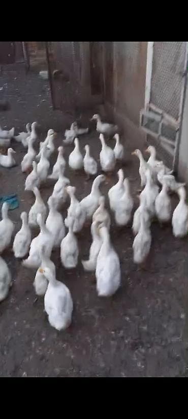 danışan quşlar: Ördəklər satılır,böyük və kiçikliyinə görə qiymət dəyişir,tam — 3
