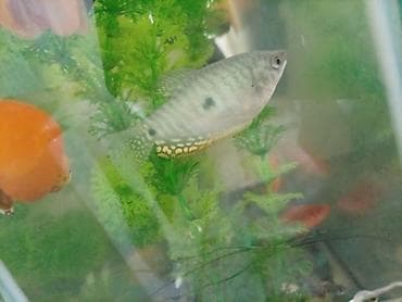 toy poodle satış: Akvaryum komplekti – canlı balıqlar və mollyuskalarla ilbiz böyük və — 5