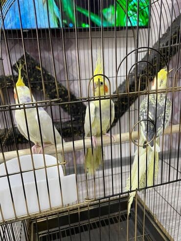 quş qəfəsi qiymətləri: Salamlar quşlar şatılir hamısı idyal vəziyyətdədirlər .vitaminləri35 — 12