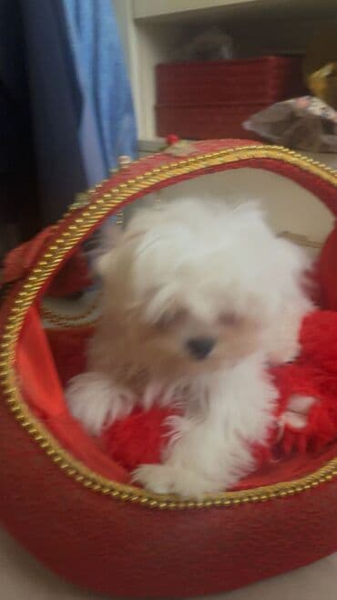 отдам в добрые руки щенка баку 2020: Malta bolonka, 4 ay — 1