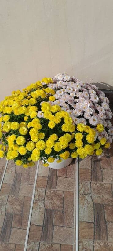 qizil gullerin topdan satisi: Xrizantema multiflora 4 iliy bitki Qiyməti 20 manat Vacap aktivdir — 1