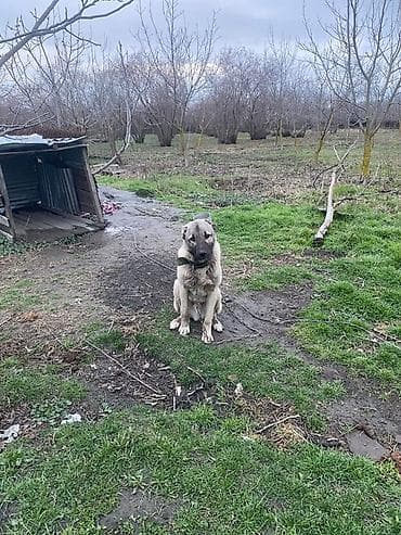 doyuş itleri: Qurdbasar, 1 il, Erkek, Peyvəndli, Ödənişli çatdırılma — 2