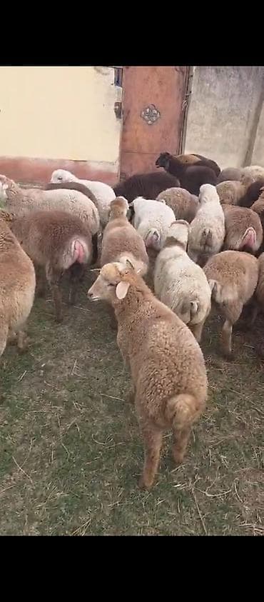 lal ordək yumurtası: Iri balali heyvanlar satilir hisse hisse de satila biler ili təzə — 5