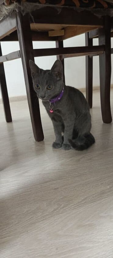 satiliq inekler: Rus mavi, Erkək, Yaxşı əllərə, Ünvandan götürmə, Ödənişli çatdırılma — 1