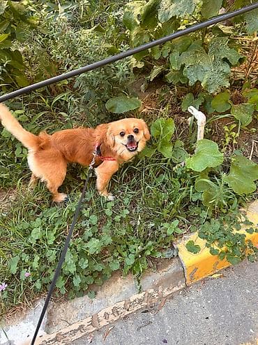 Pekines, 1 il, Erkek, Pulsuz çatdırılma lalafo.az -da Pekines, 1 il, Erkek, Pulsuz çatdırılma
