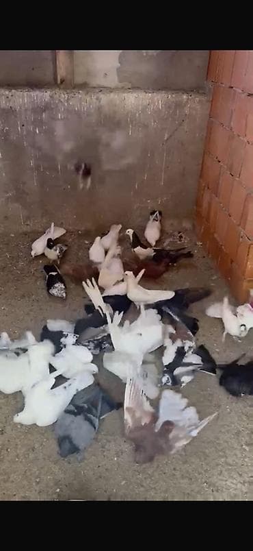 qızıl quş: 3,50 qəpikdən satılır hamısı 70 quşdu aşağı yeri yoxdu — 1