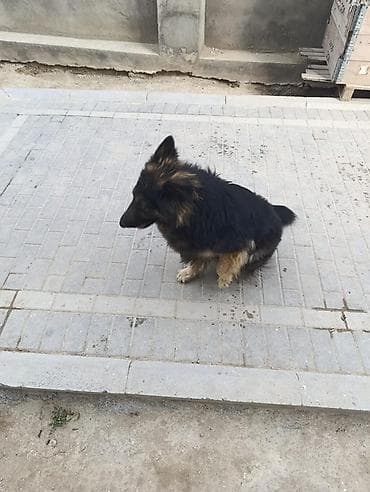 it sekileri: Alman çoban iti, Peyvəndli — 4