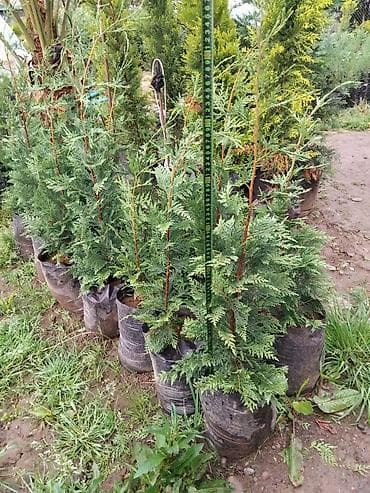 bitki toxumlari: Leylandra şitilləri – həmişəyaşıl, sürətlə böyüyən dekorativ — 6