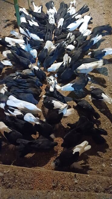 Gəmiricilər: Qara-ağ rəng çalarlarında çoxsaylı ev göyərçinləri (xallı və yeknəsə — 3