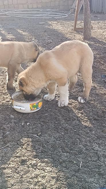 sabuncu it bazari: Kanqal — 1