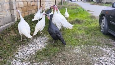 Digər kənd təsərrüfatı heyvanları: Erkək, Ətlik — 3