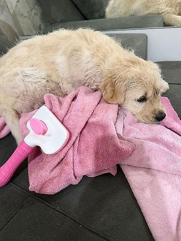 pekines it satisi: Rotveyler, 3 ay, Dişi — 1