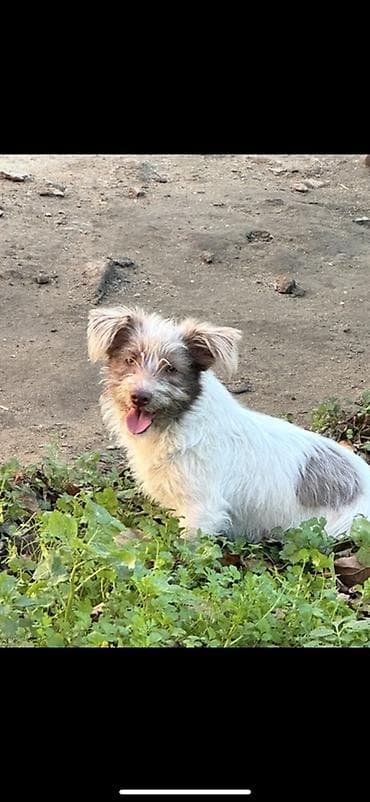 heyvan döşəyi: It balaları – kiçik ölçülü, qısa paltolu, qulaqları yuxarı-aşağı — 1