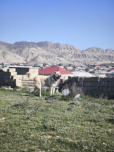 Qurdbasar, Peyvəndli