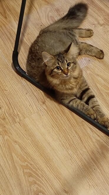 pişik balası satışı: Dişi, Yaxşı əllərə, Ünvandan götürmə — 4