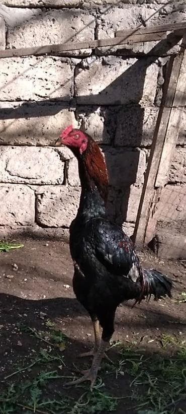 Heyratı beçələr satılır cinsi qanı olan heyvanlardı ucuz heyvandeyil