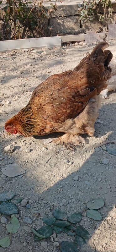 toyuq cucə satışı: Toyuq, Brama, Damazlıq — 4