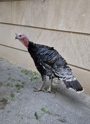 hinduşqa gəncə: Sağlam cavan hinduşqalardı cüt satılır.saxlamağa şərait olmadığı üçün — 2