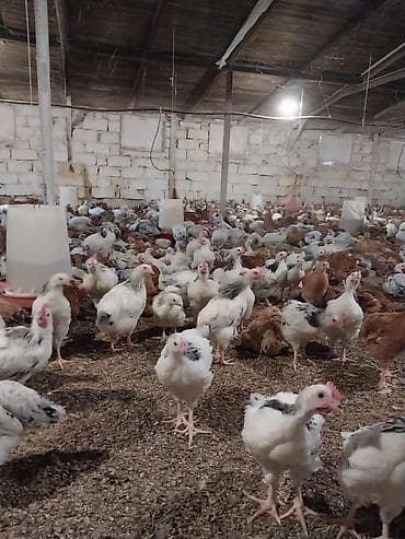 cucə alıram: Toyuq cücələri, Damazlıq — 4