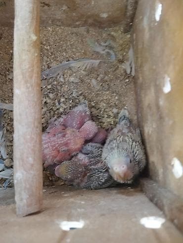 turac quşu qiyməti: 5 eded bala ana ata yuva ile birlikte satılır Real alicilar narahat — 5