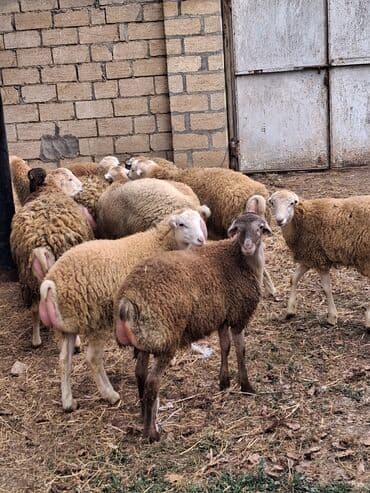 bakida cins ineklerin satisi: Salam kom satilir — 5