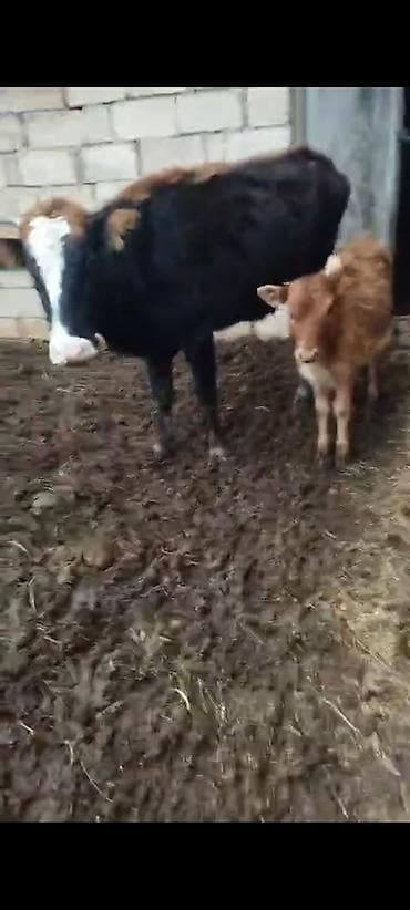 Sütlük inək buzovla - Növ: Qarışıqlıq cinsli sütlük inək - Rəng: Qara lalafo.az -da Sütlük inək buzovla - Növ: Qarışıqlıq cinsli sütlük inək - Rəng: Qara