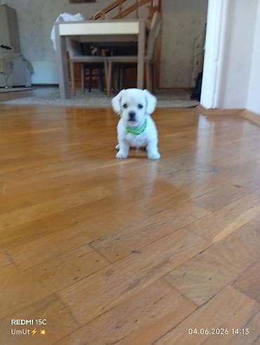 zvanok itleri: Labrador-retriver, 2 ay, Erkek, Ödənişli çatdırılma — 2