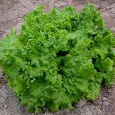 2 otaq: Rukolla var . Yalnız whatsappda yazın — 5