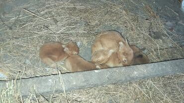 купить домик для кота: Çox şirin və canlı bir heyvandır. Bu balaca heyvanlar evdə — 2