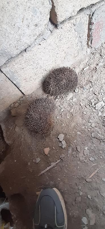 Saglam gumrah catdirlma pulsuz Evlər və həyətyanı sahələr üçün təbii
