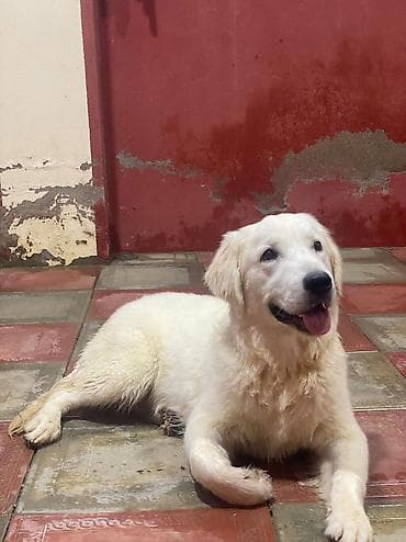 Labrador-retriver, 7 ay, Erkek, Peyvəndli, Ünvandan götürmə lalafo.az -da Labrador-retriver, 7 ay, Erkek, Peyvəndli, Ünvandan götürmə