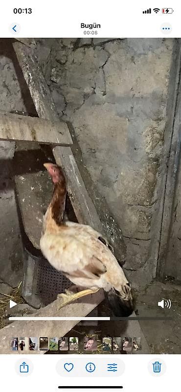 tutuquşu haqqinda melumat: Təmiz heyratı isdiyən buyursun watsapda vidyolarını ata bilərəm.boş — 6