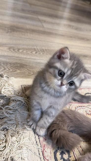 pişiy adları: Gümüş rəngli, zolaqlı balaca pişik balaları – yumşaq, orta uzunluqda — 2