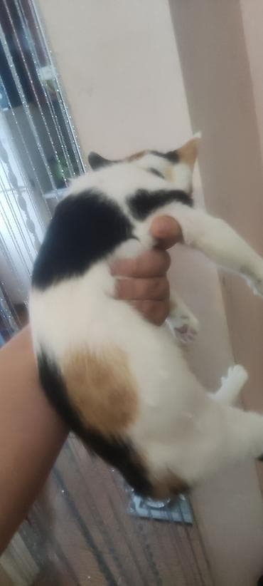 tap az pisik: Yaxşı əllərə — 3