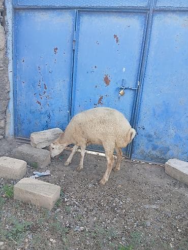 heyvanlara verilən adlar: Birinci qarına boğaz toğLu satıLır — 1