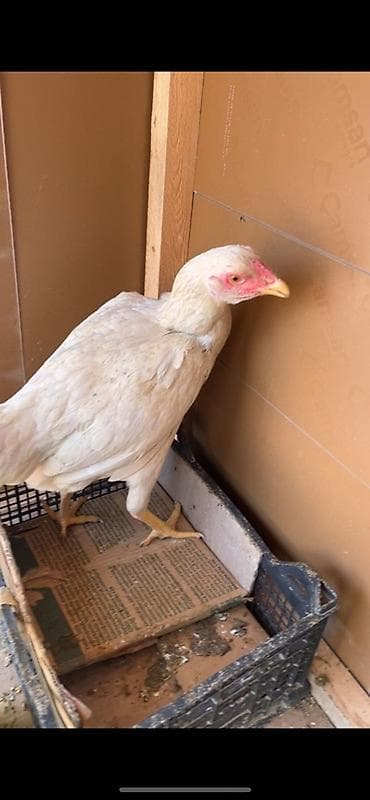 koker spaniel satilir: Toyuq, Damazlıq — 1