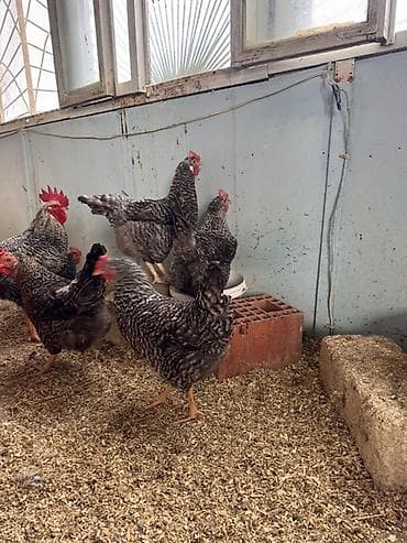 kənd toyuqlarının satışı: Toyuq, Damazlıq, Ödənişli çatdırılma — 9