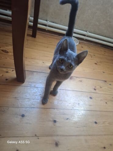 maykonq pişiyi: Şotland, Dişi — 2